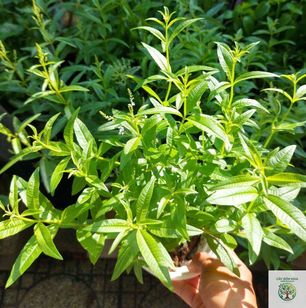 cây bạc hà gừng