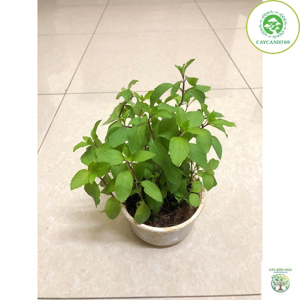 cây bạc hà hồ tiêu