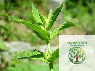 cây bạc hà lục - Image 2