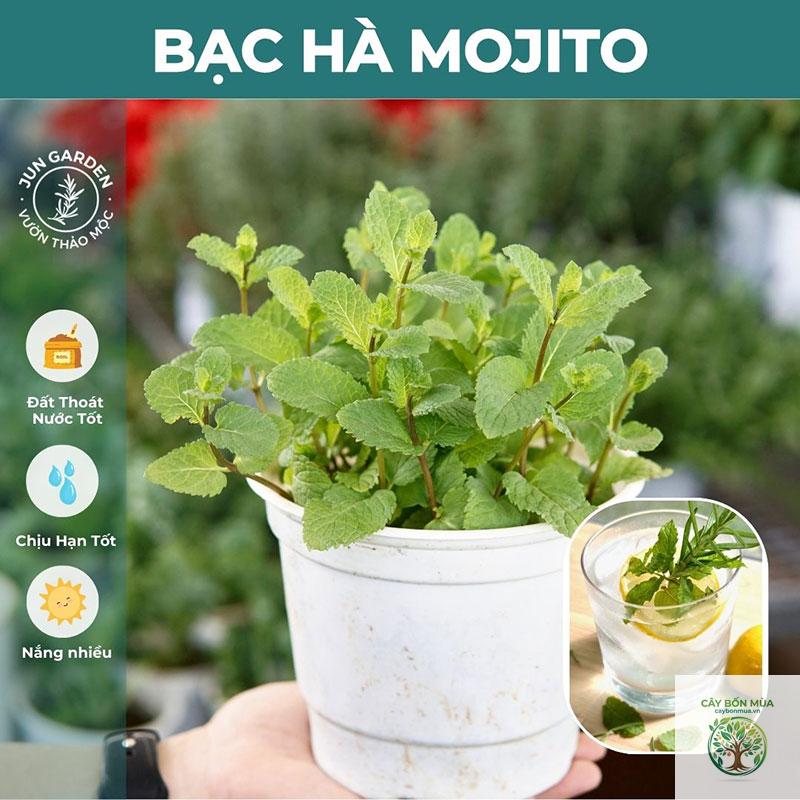 cây bạc hà mojito - Image 2