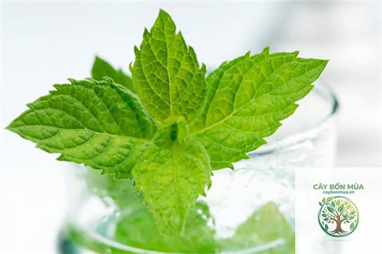 cây bạc hà mojito - Image 3