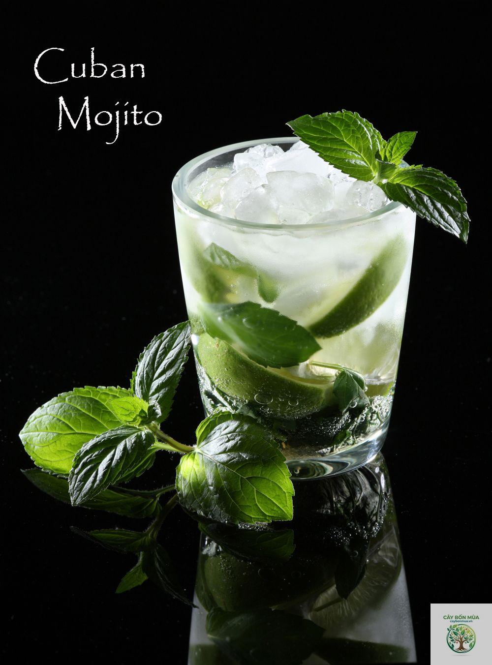 cây bạc hà mojito - Image 4