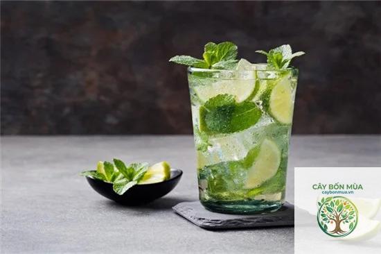 cây bạc hà mojito
