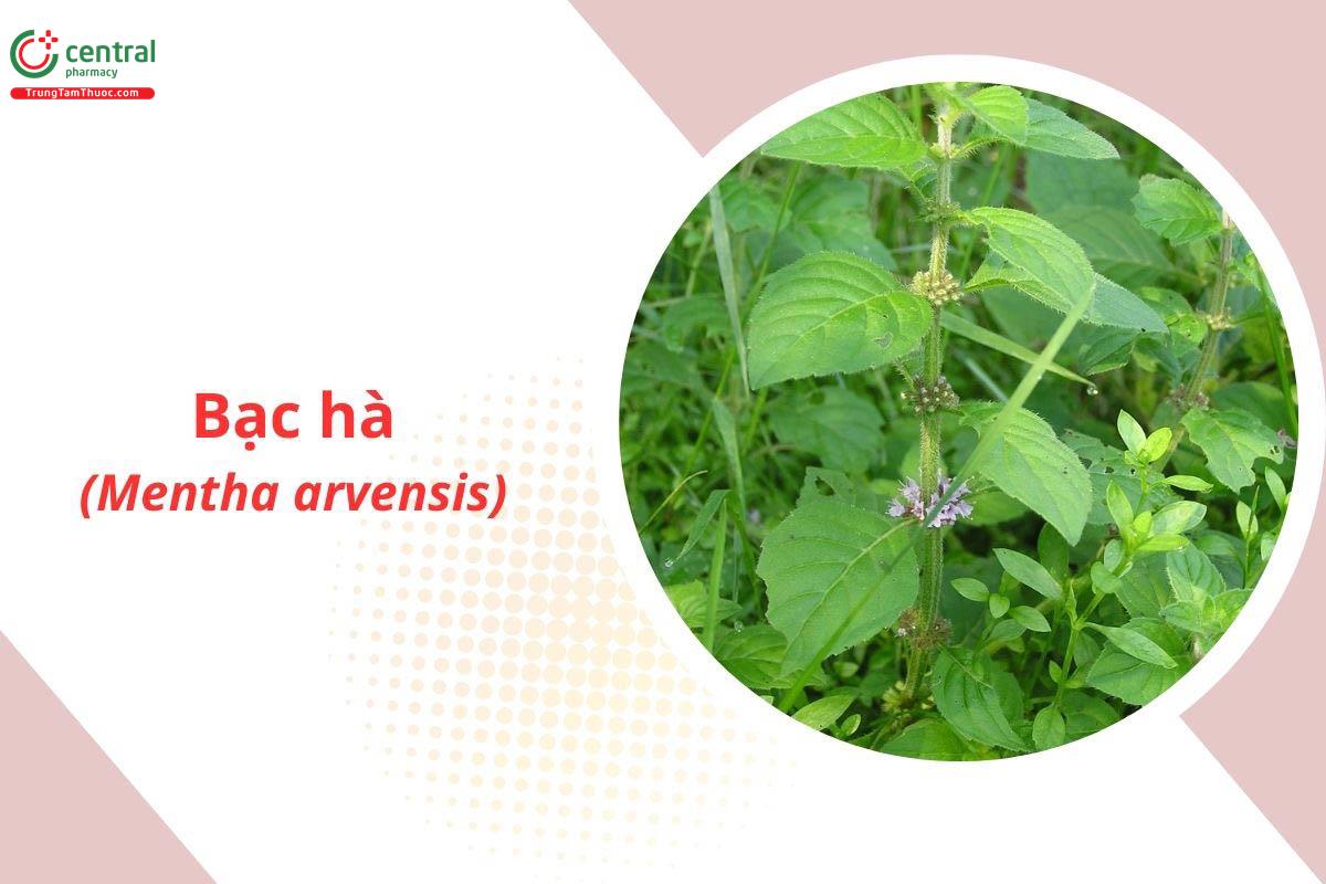 cây bạc hà nam - Image 2