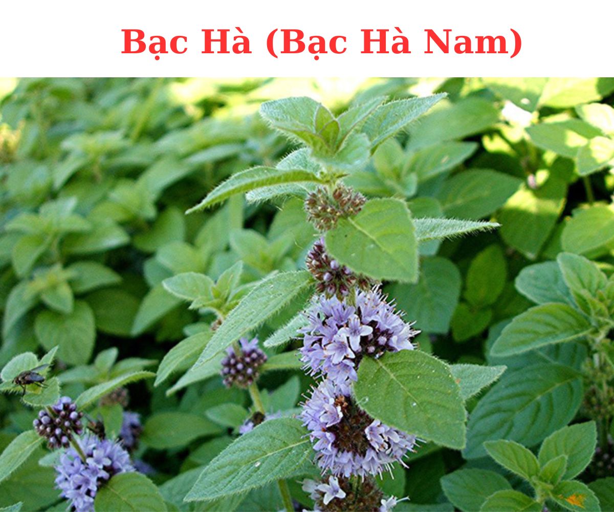 cây bạc hà nam - Image 4