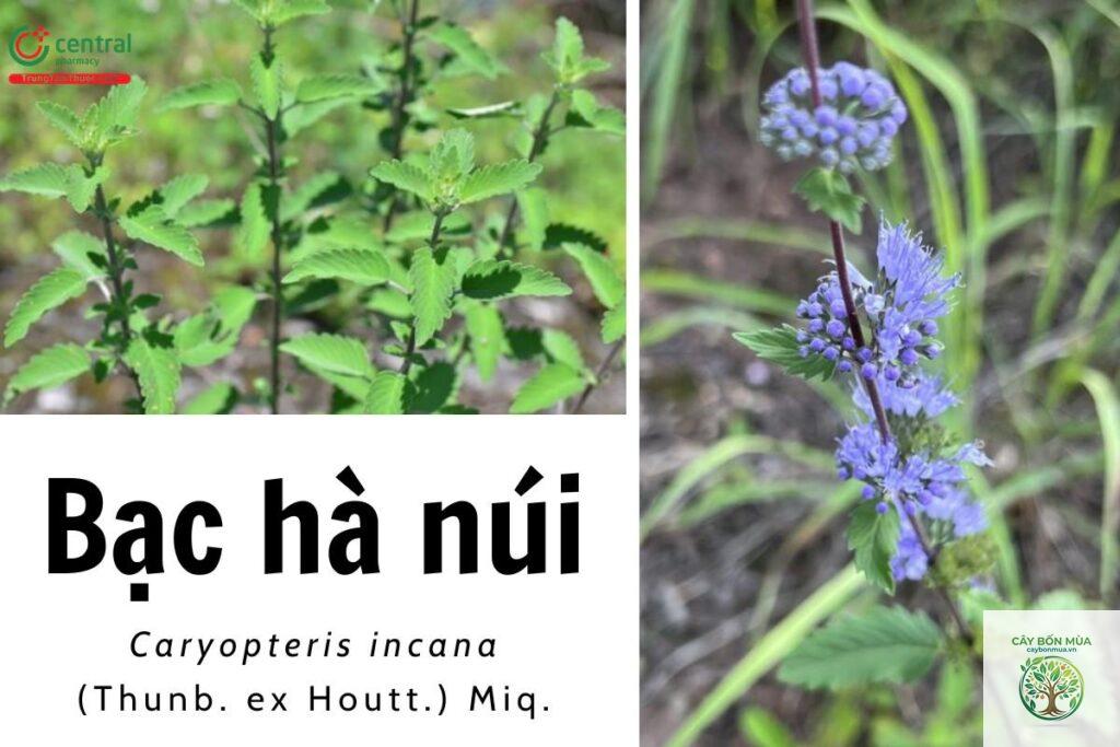 cây bạc hà núi