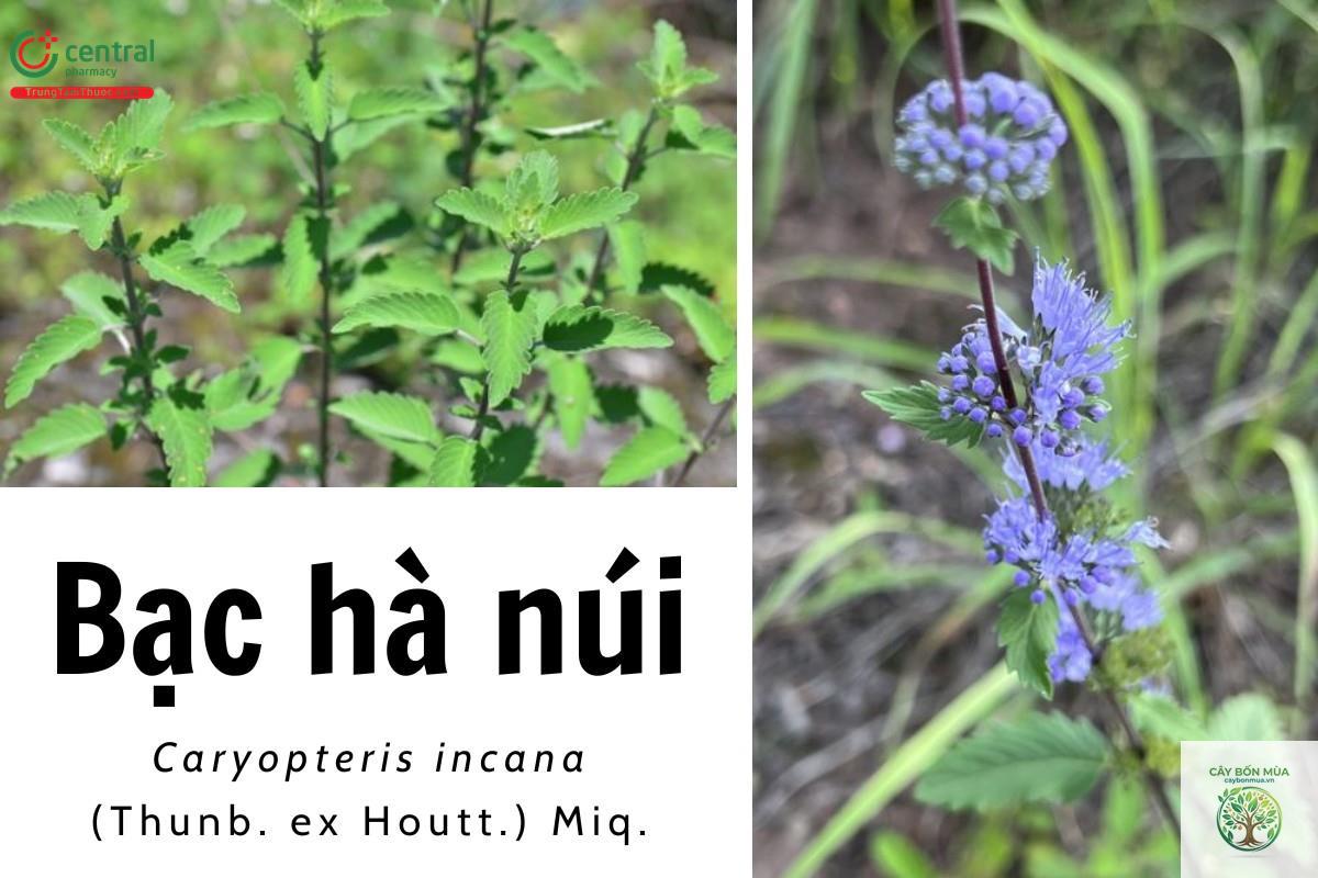 cây bạc hà núi - Image 1