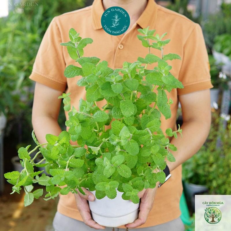 cây bạc hà táo - Image 2