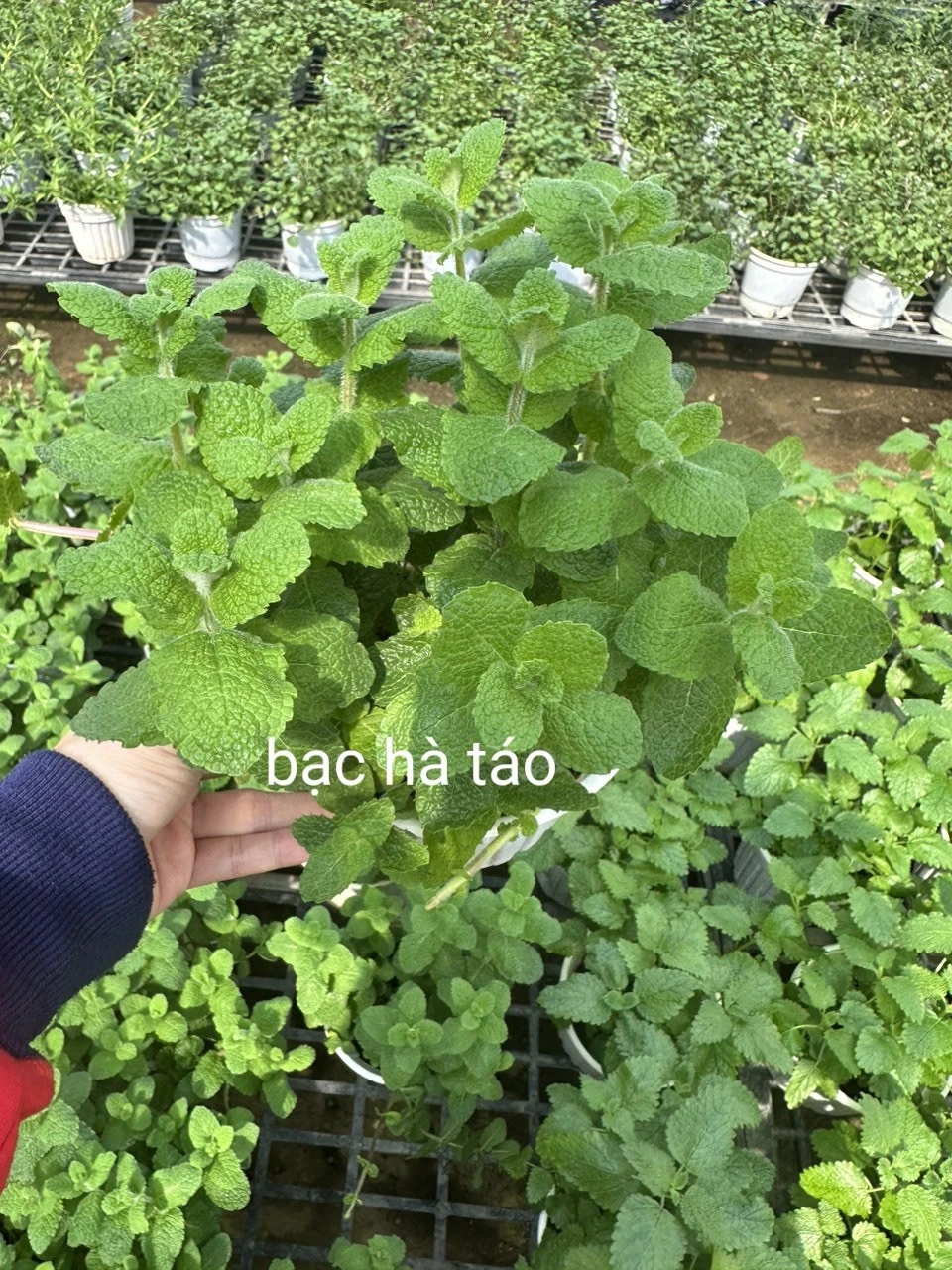 cây bạc hà táo - Image 3