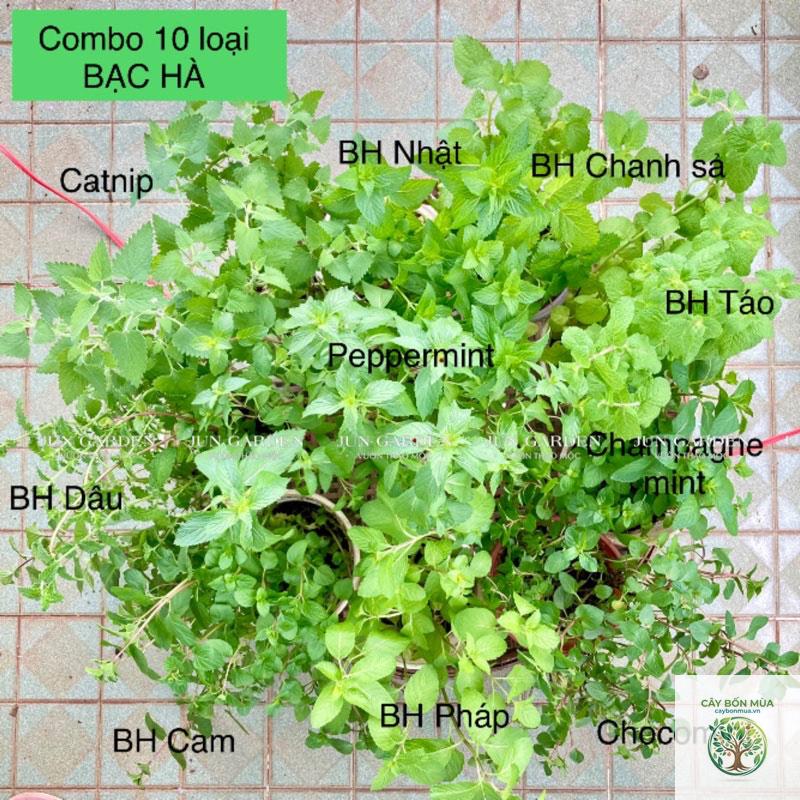 cây bạc hà táo - Image 5