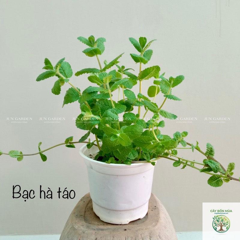 cây bạc hà táo