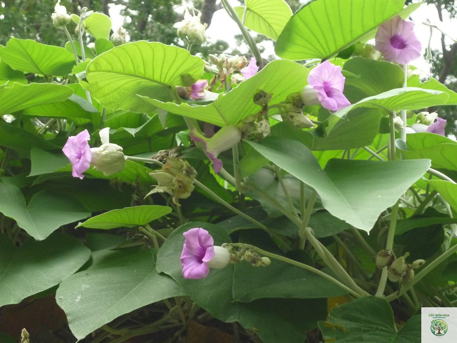 cây bạc thau lá lớn - Image 2