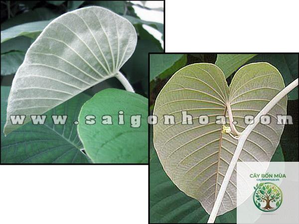cây bạc thau lá lớn - Image 5