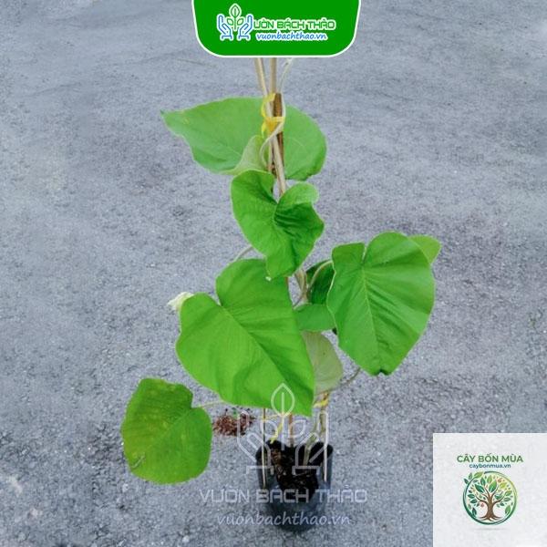 cây bạc thau lá lớn