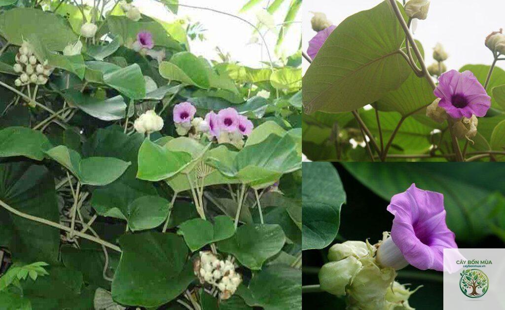 cây bạc thau lá nhỏ