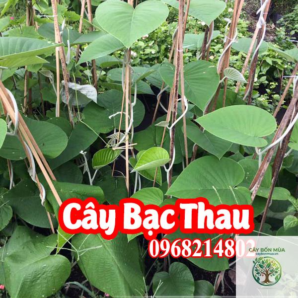 cây bạc thau lá nhỏ - Image 2