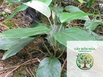 cây bạc thau lá nhỏ - Image 3