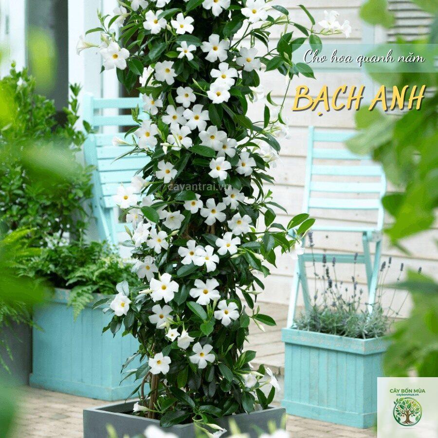 cây bạch anh - Image 3