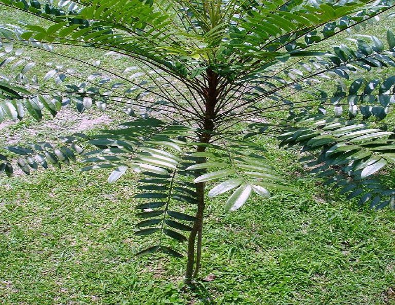 cây bách bệnh