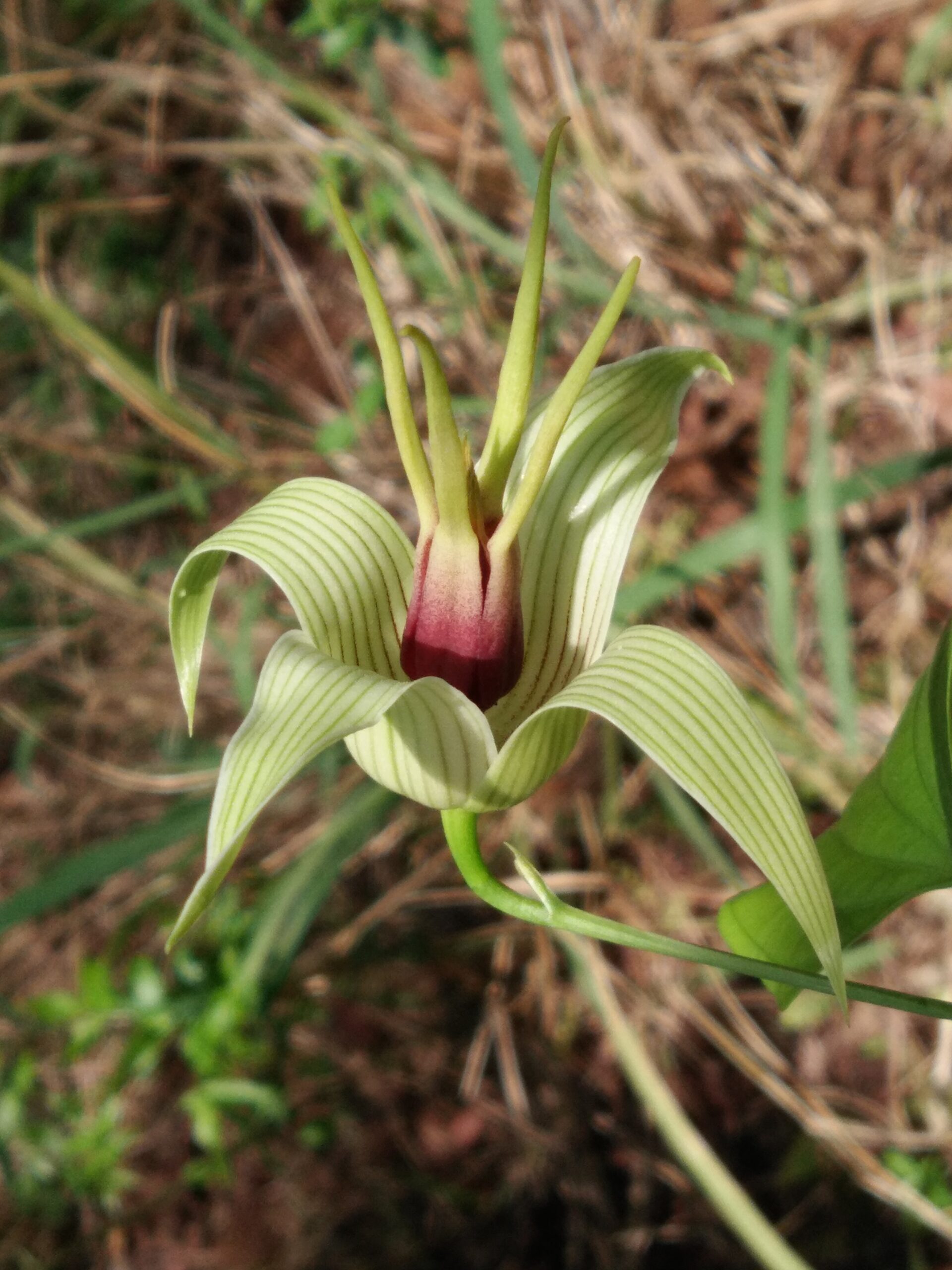 cây bách bộ - Image 3