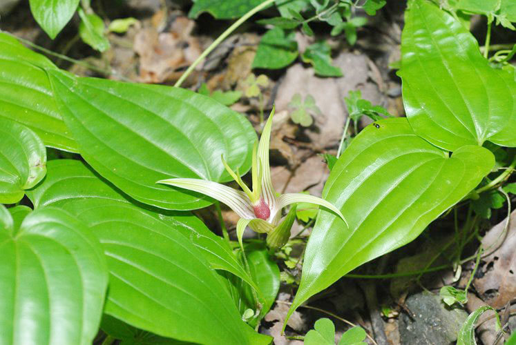 cây bách bộ - Image 4