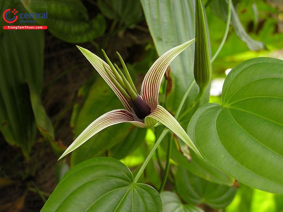 cây bách bộ - Image 4
