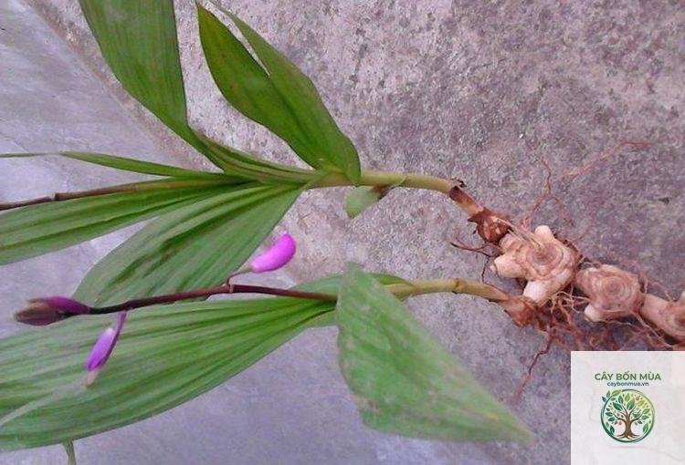 cây bạch cập - Image 2