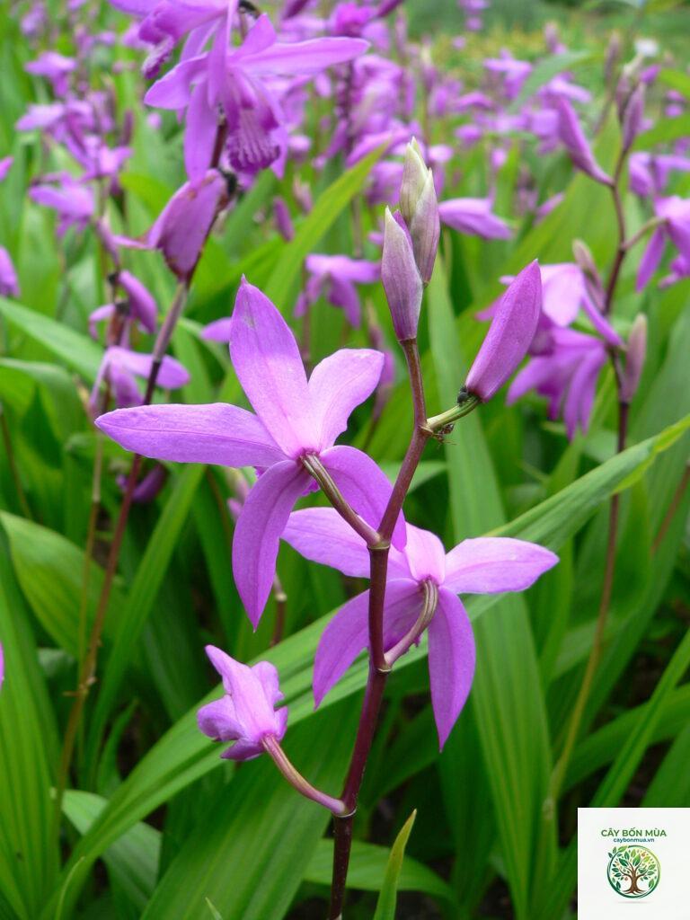 cây bạch cập