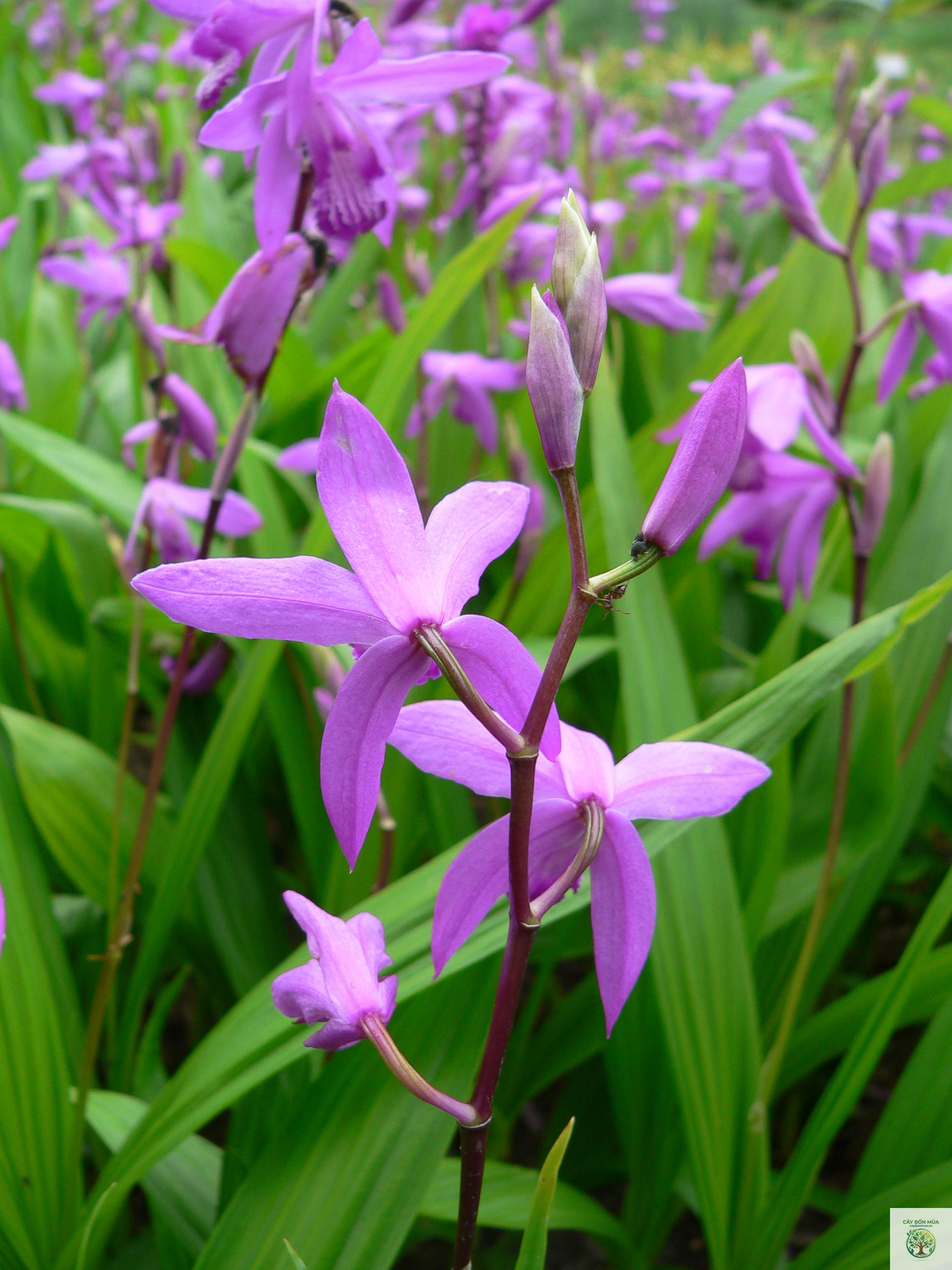 cây bạch cập - Image 1