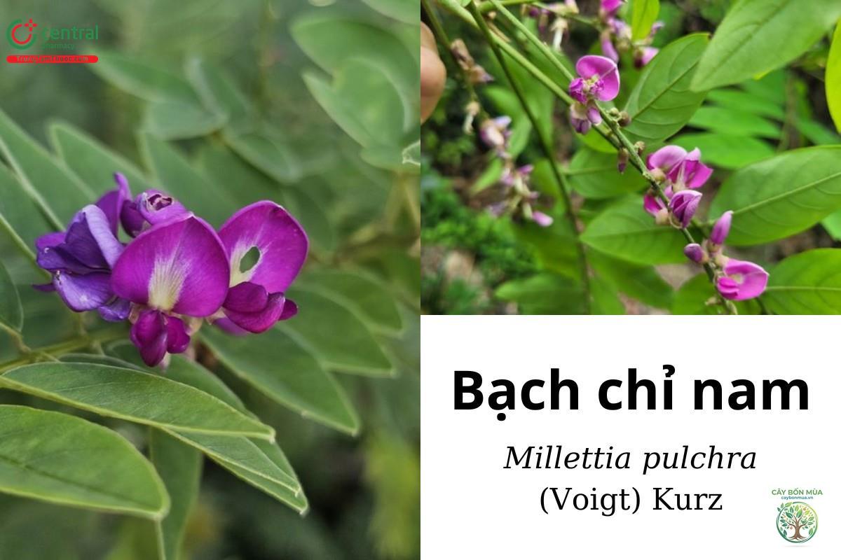 cây bạch chỉ nam - Image 2