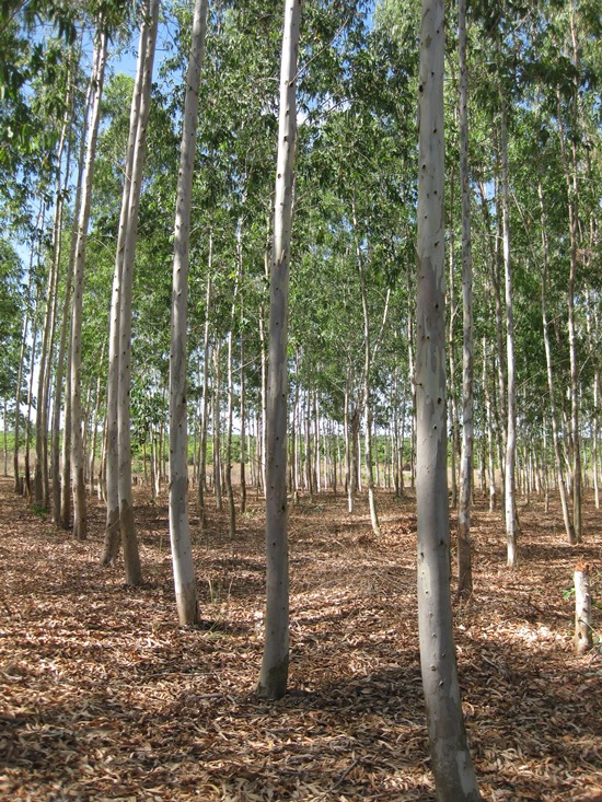 cây bạch đàn - Image 2