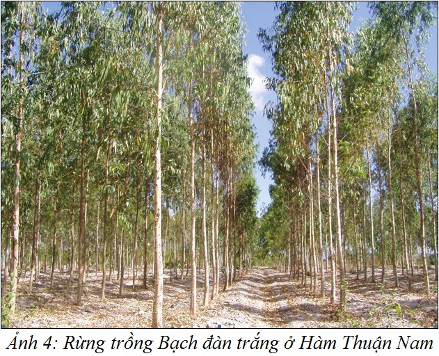 cây bạch đàn - Image 4