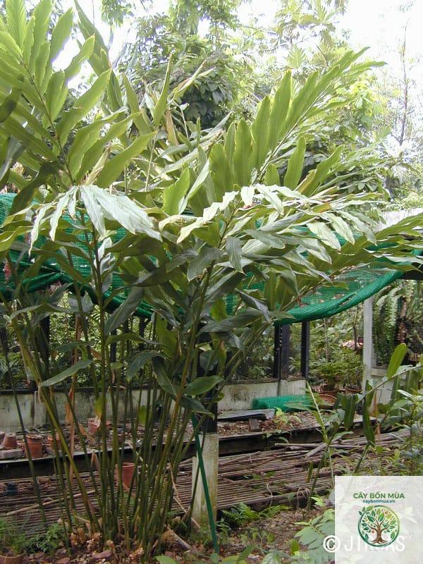 cây bạch đậu khấu đen - Image 3
