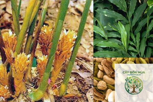 cây bạch đậu khấu đen
