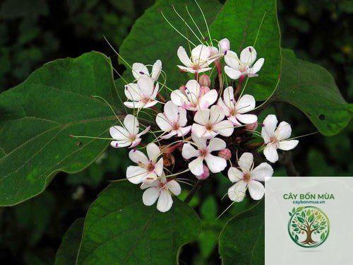 cây bạch đồng nữ