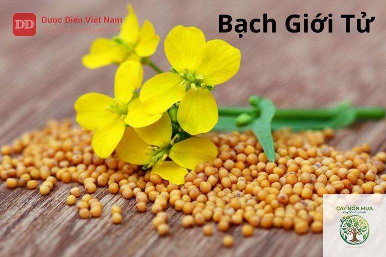 cây bạch giới tử - Image 5