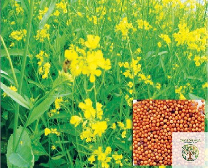 cây bạch giới tử