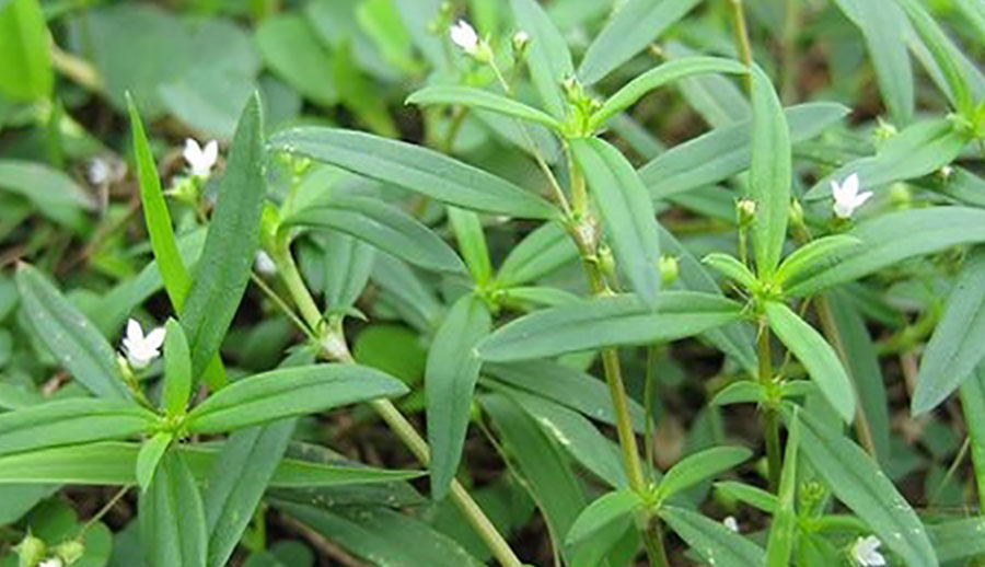 cây bạch hoa xà - Image 2