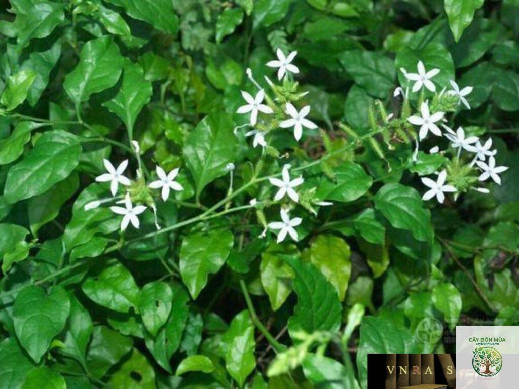 cây bạch hoa xà