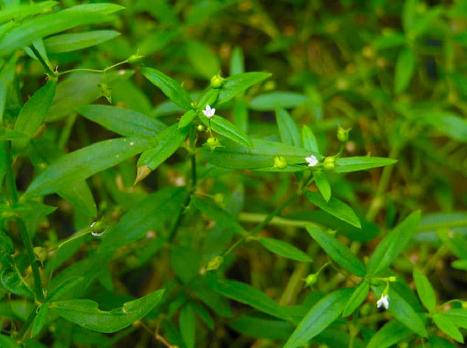 cây bạch hoa xà thiệt thảo - Image 3