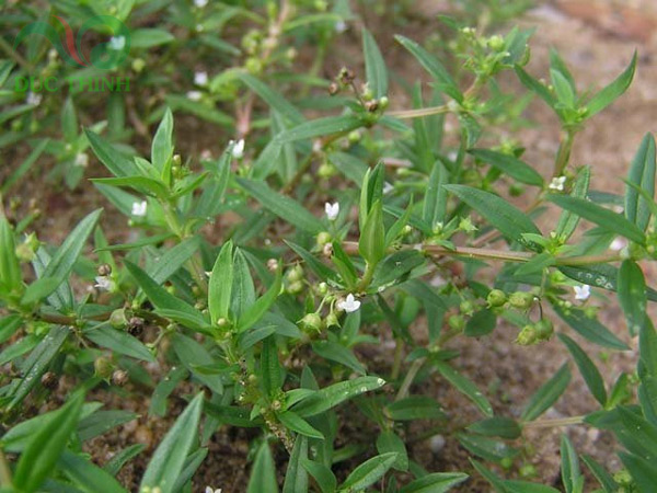 cây bạch hoa xà thiệt thảo - Image 4