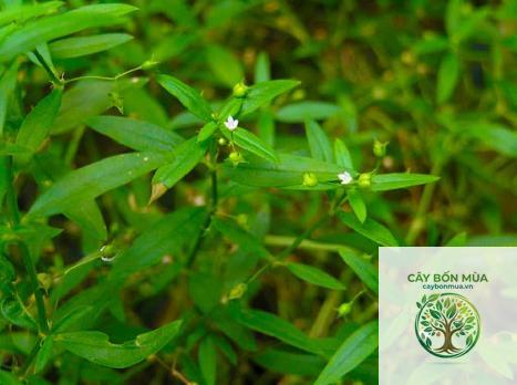 cây bạch hoa xà thiệt thảo