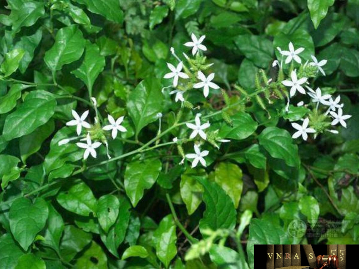 cây bạch hoa xà - Image 1