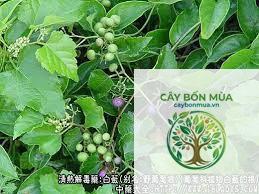 cây bạch liễm - Image 3