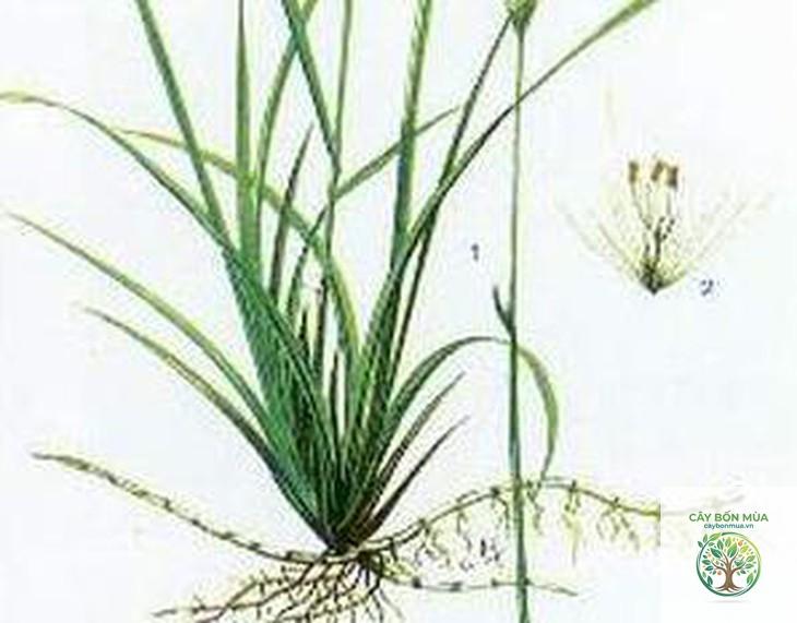 cây bạch mao căn - Image 4