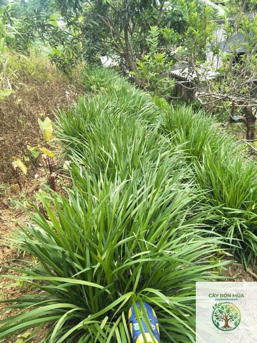 cây bạch môn - Image 3