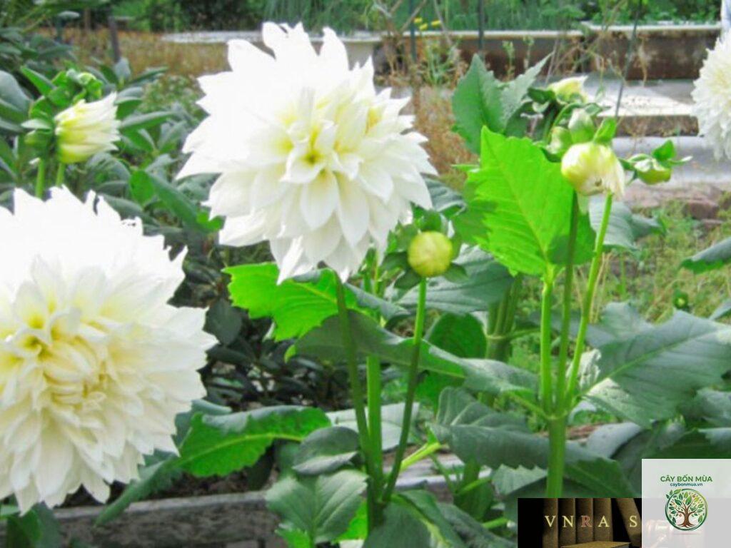 cây bạch thược trắng