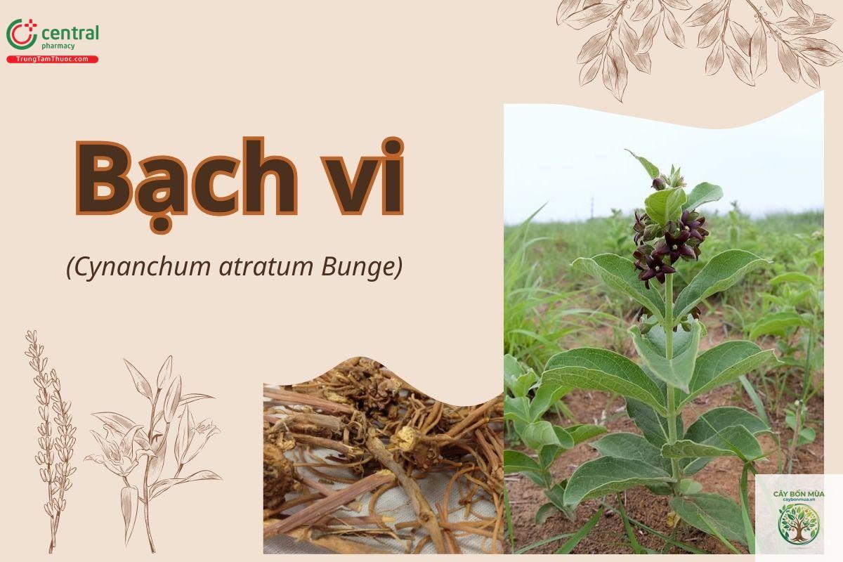 cây bạch vi - Image 5