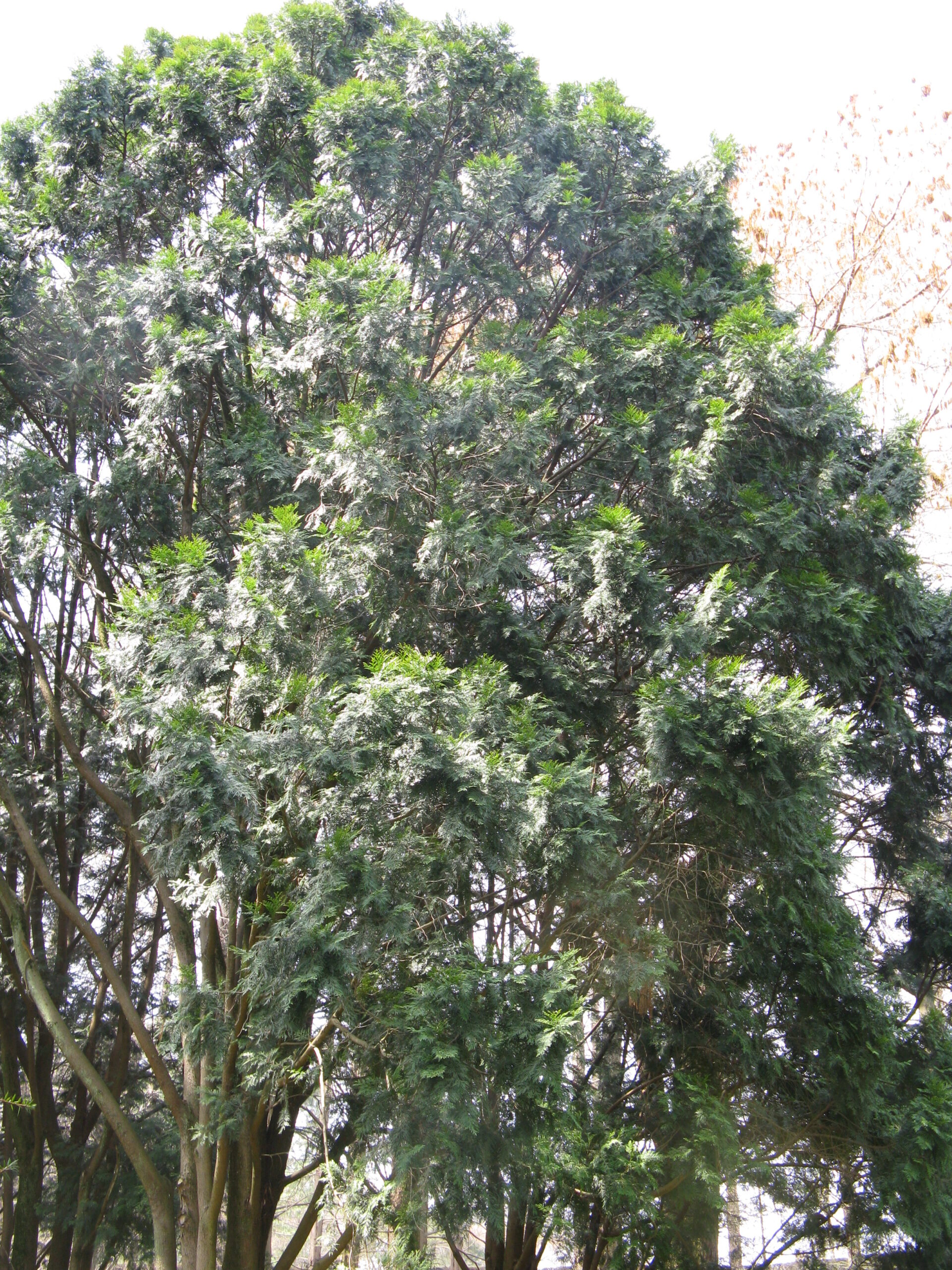 cây bách xanh - Image 2