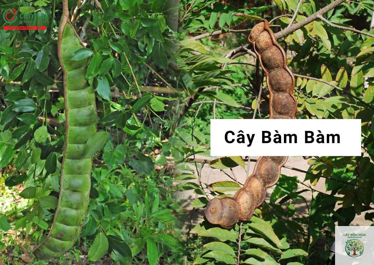 cây bàm bàm rừng - Image 5